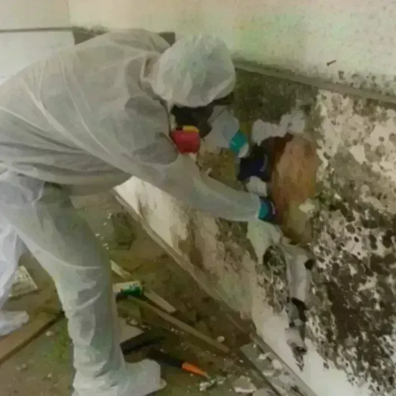 Mold Remediation and Removal in Trego County, KS